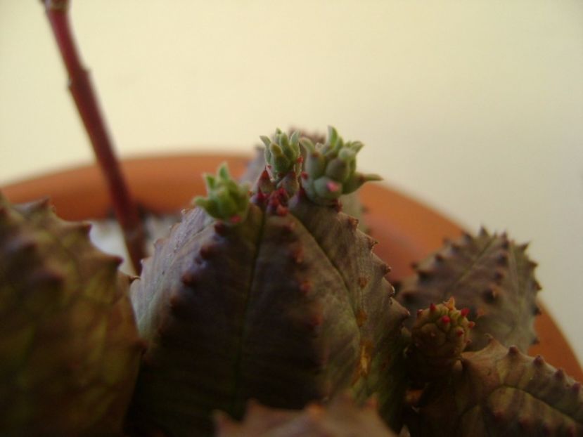 Euphorbia pseudoglobosa - Suculente 2017