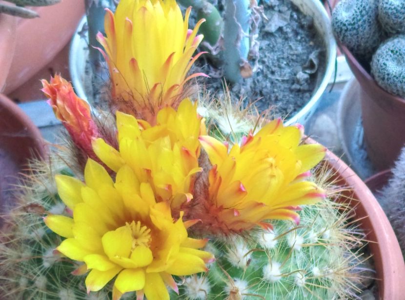  - Cactusi si suculente 2017