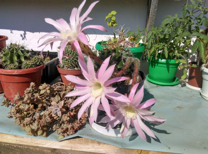  - Cactusi si suculente 2017