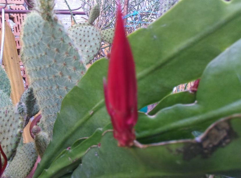  - Cactusi si suculente 2017