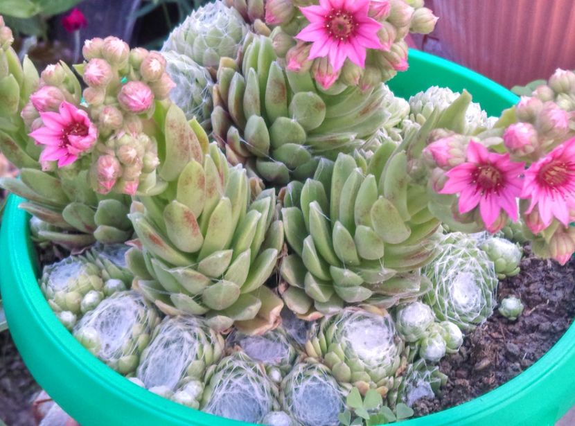  - Cactusi si suculente 2017