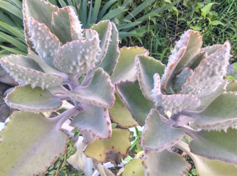  - Cactusi si suculente 2017