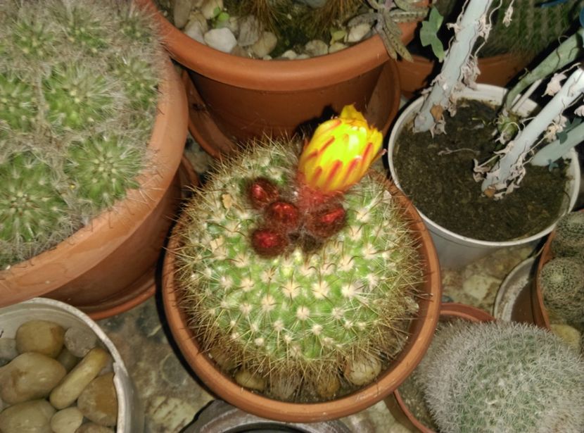  - Cactusi si suculente 2017
