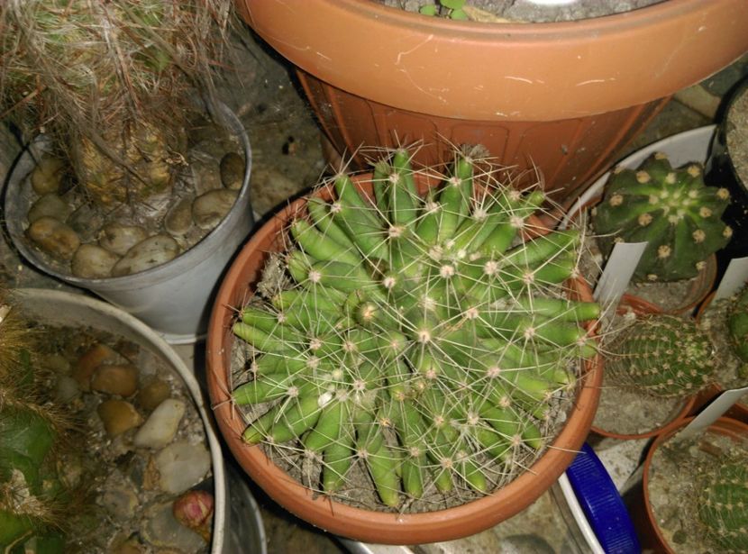  - Cactusi si suculente 2017