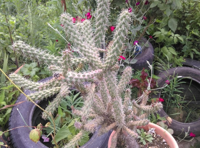  - Cactusi si suculente 2017