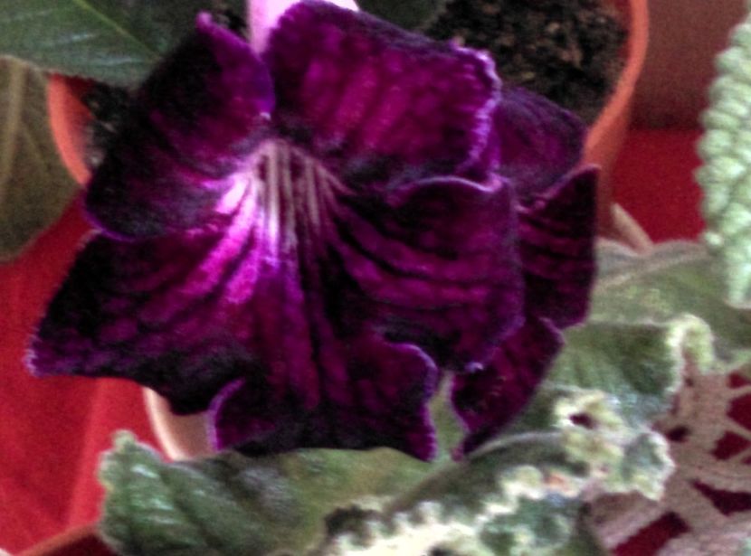  - streptocarpusi 2017