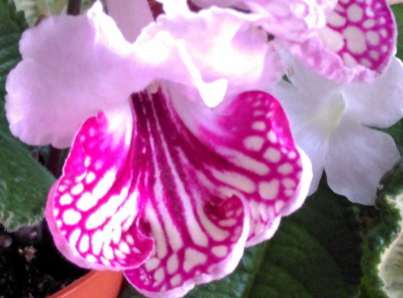  - streptocarpusi 2017