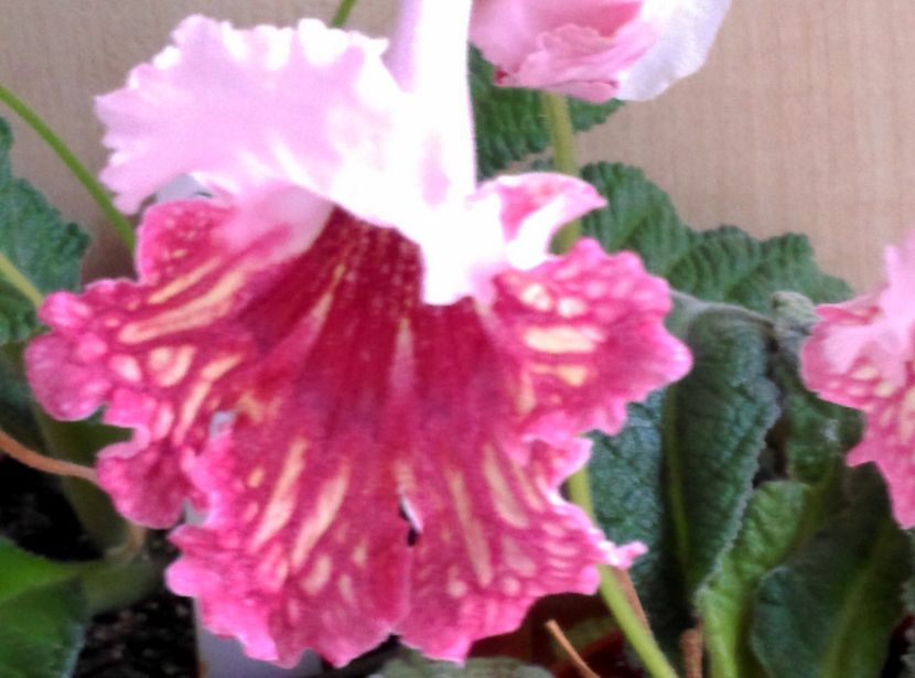  - streptocarpusi 2017