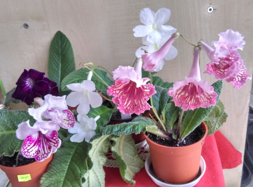  - streptocarpusi 2017