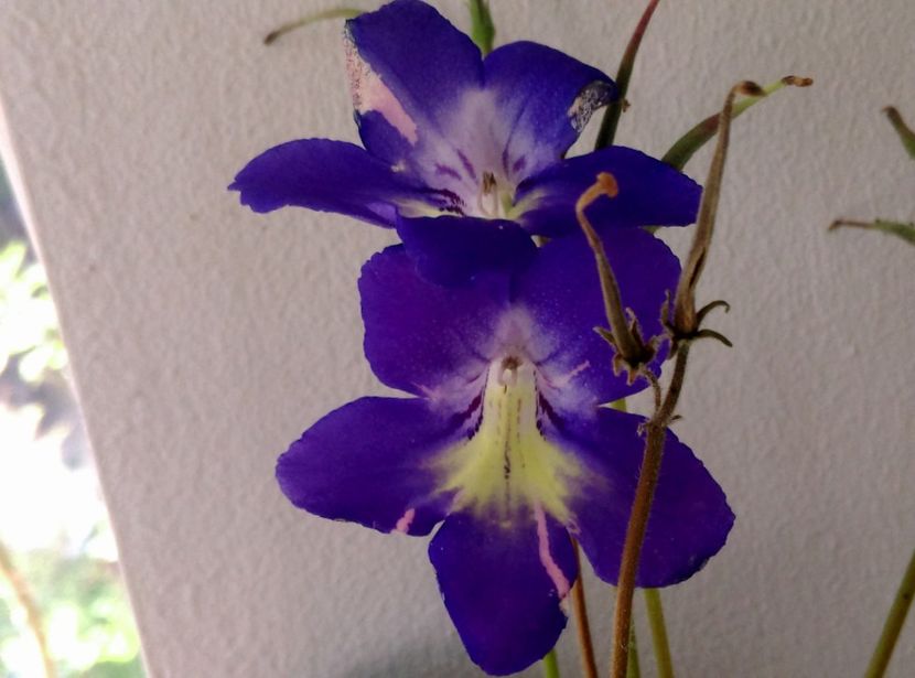  - streptocarpusi 2017