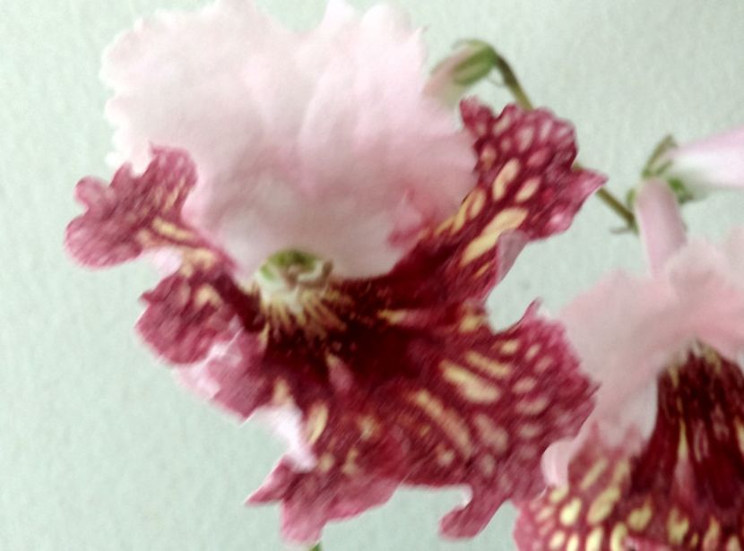  - streptocarpusi 2017