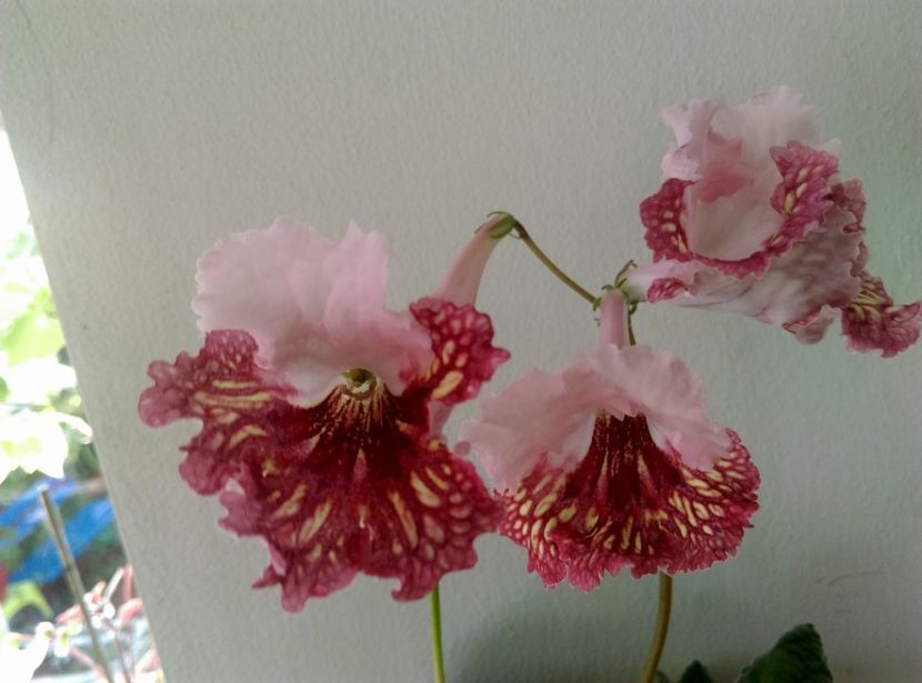  - streptocarpusi 2017