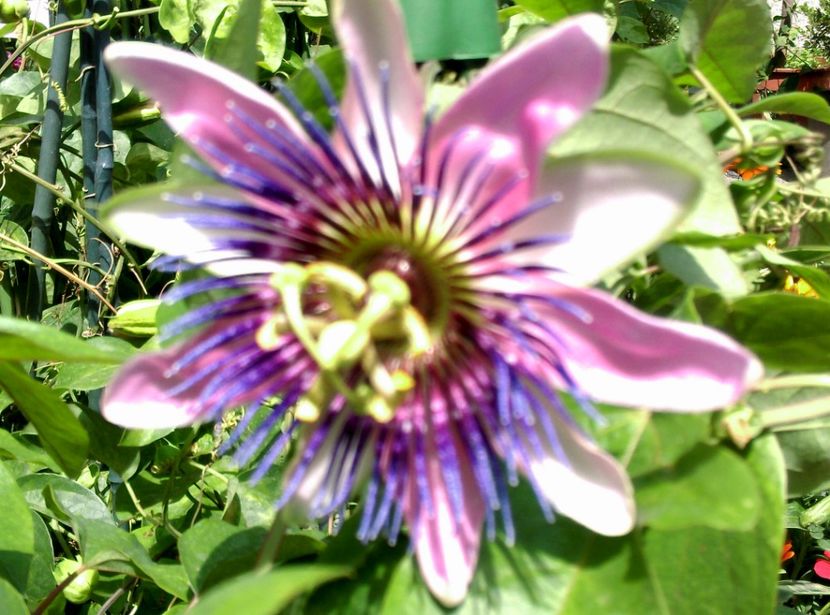  - Passiflora 2017