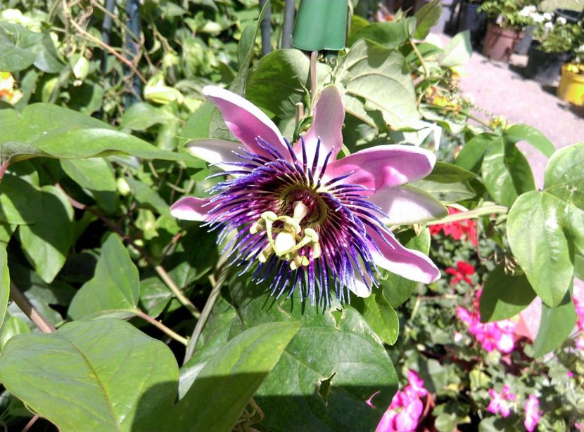  - Passiflora 2017