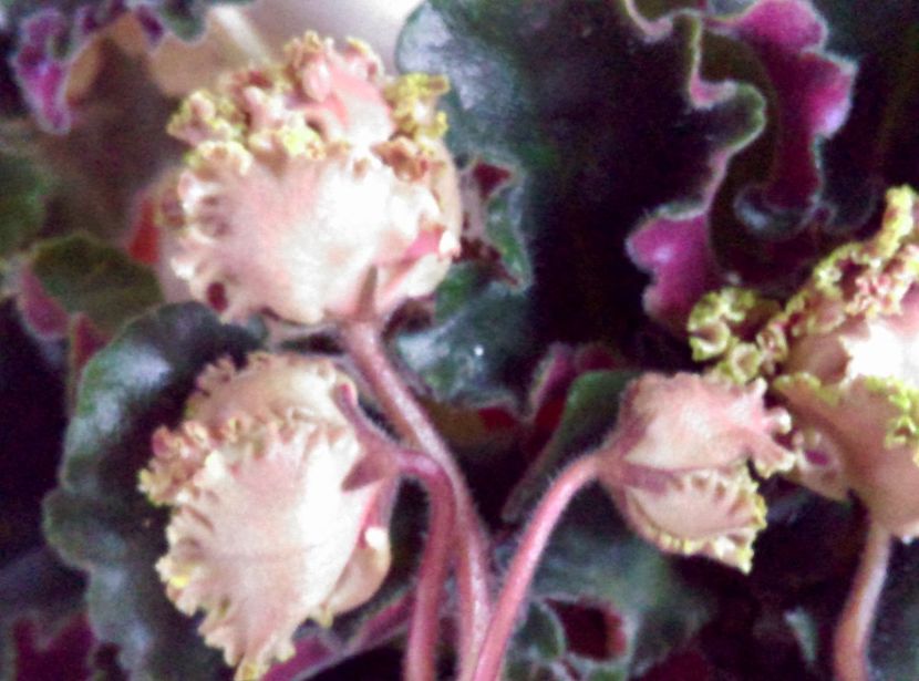  - Island Rose de la Bogdan