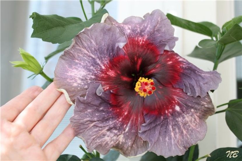 Drama qeen - Lista cu dorinte