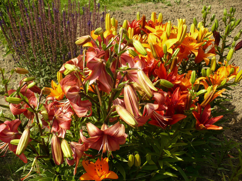 P1260410 - Crini 2017