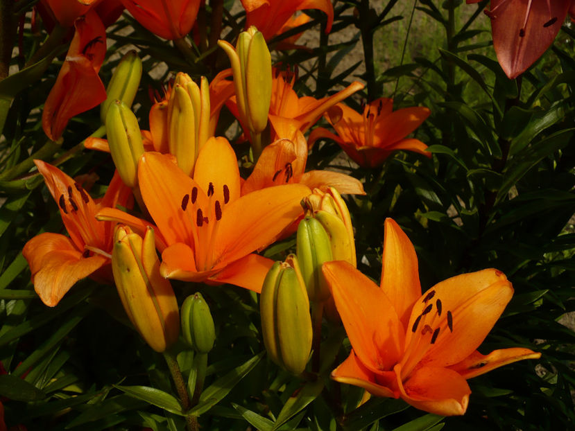 P1260415 - Crini 2017