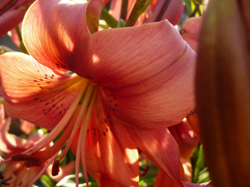 P1260486 - Crini 2017