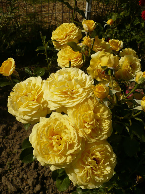 P1260441 - Inka 2017