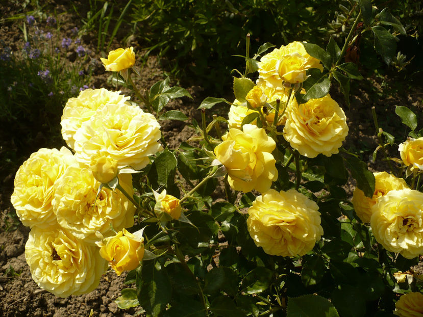 P1260443 - Inka 2017