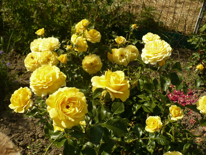 P1260444 - Inka 2017