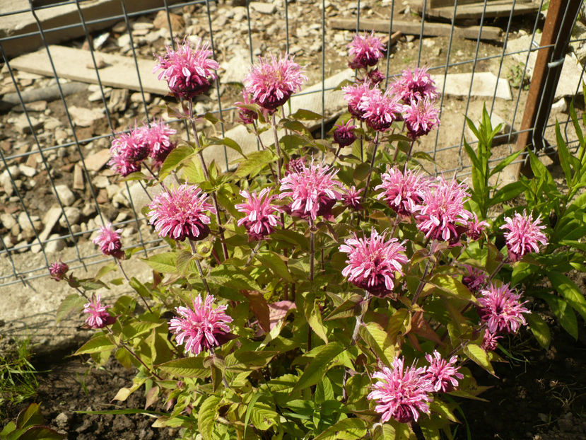 P1260425 - Monarda Menta indiana
