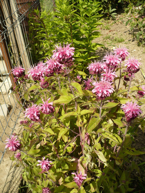 P1260426 - Monarda Menta indiana