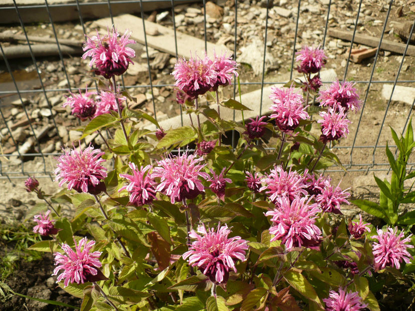 P1260429 - Monarda Menta indiana