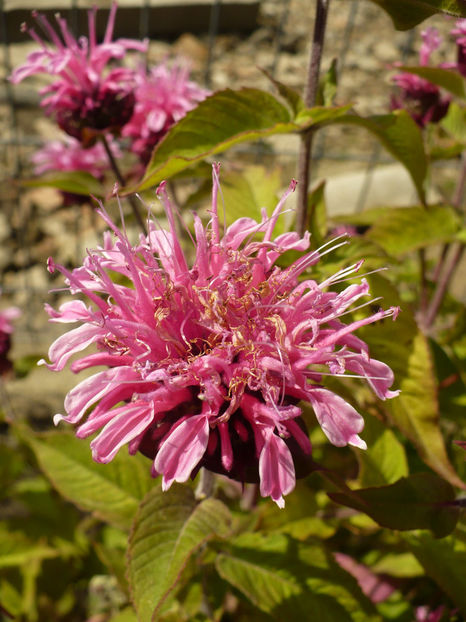 P1260430 - Monarda Menta indiana