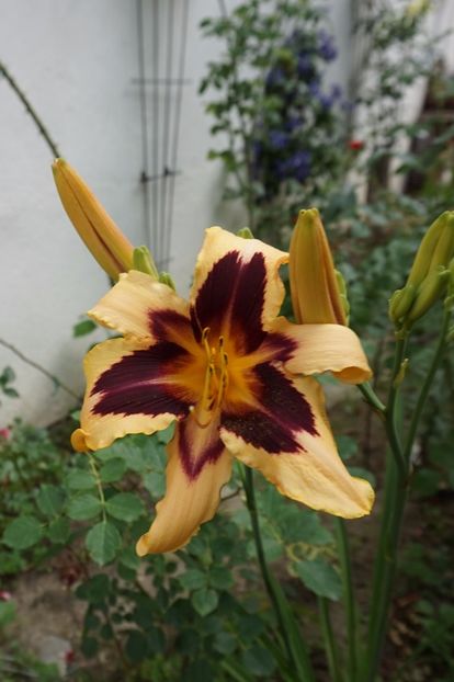 Wild Horses - Hemerocallis 2017