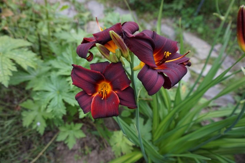  - Hemerocallis 2017
