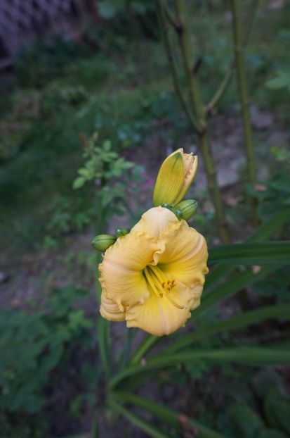Childhood Treasure - Hemerocallis 2017