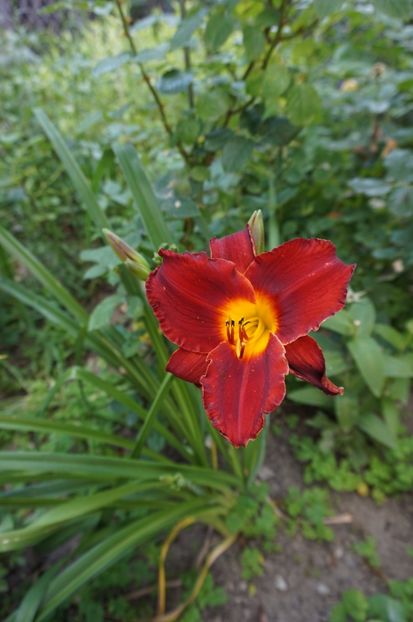  - Hemerocallis 2017