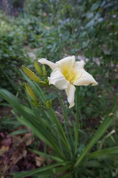  - Hemerocallis 2017