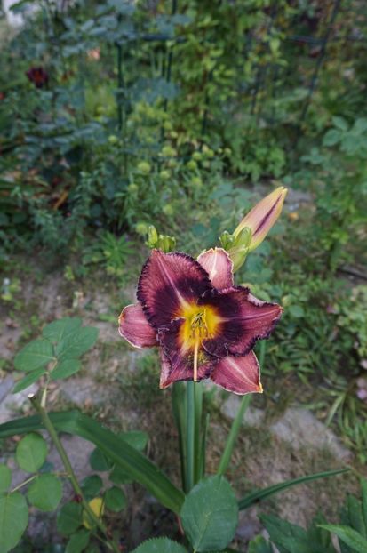  - Hemerocallis 2017