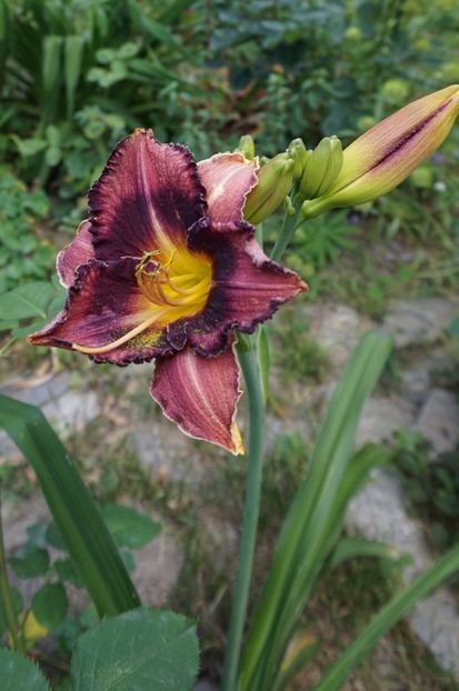  - Hemerocallis 2017