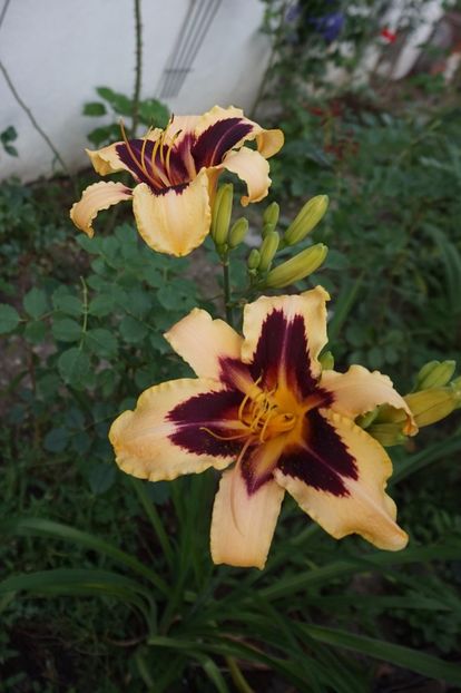  - Hemerocallis 2017