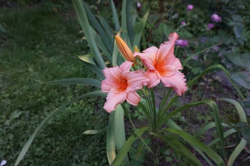  - Hemerocallis 2017