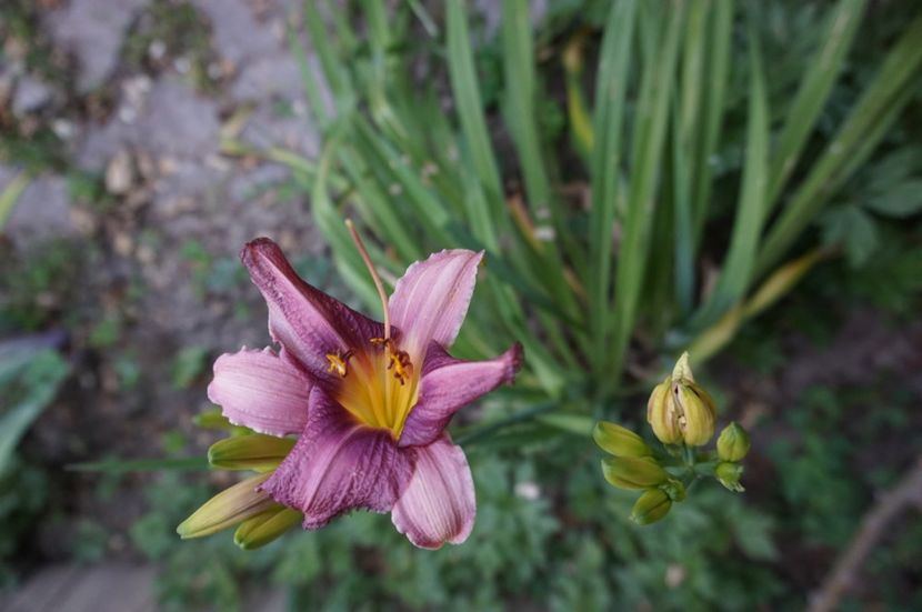Praire blue eyes - Hemerocallis 2017
