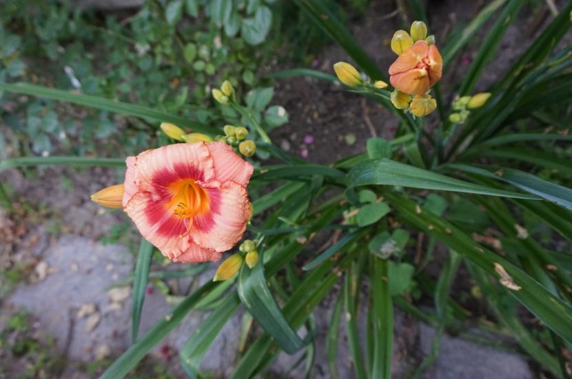 Strawberry Candy - Hemerocallis 2017