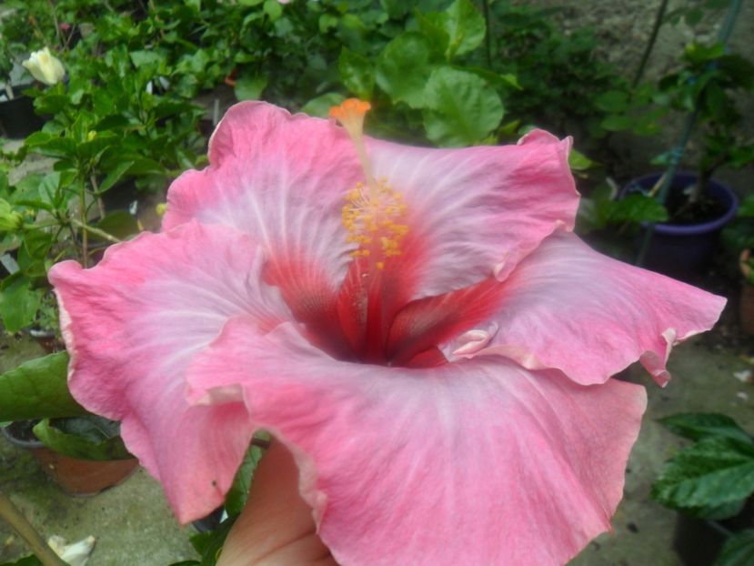  - Tahitian Purple Odissey