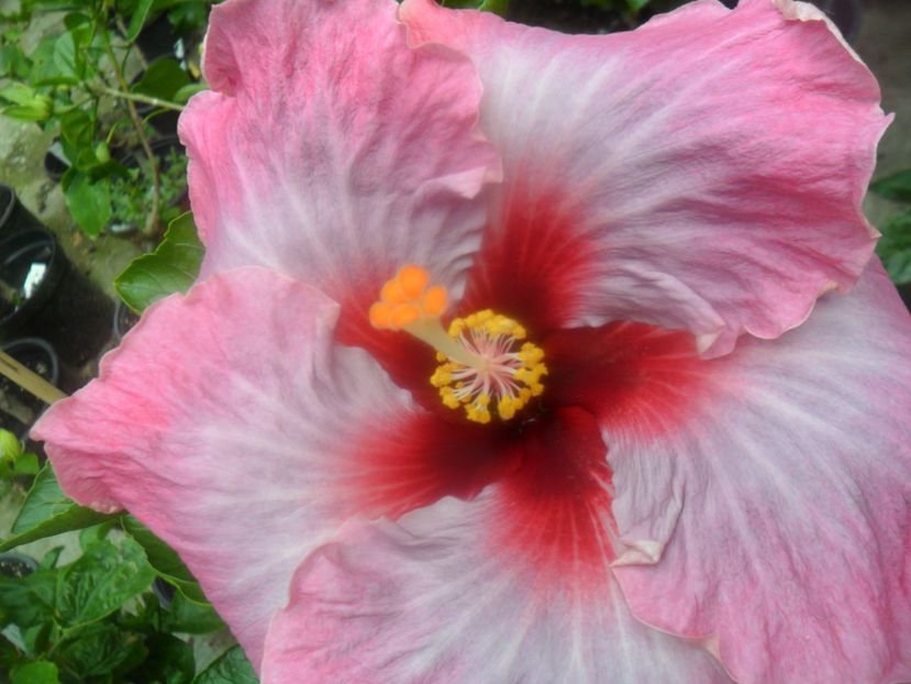  - Tahitian Purple Odissey