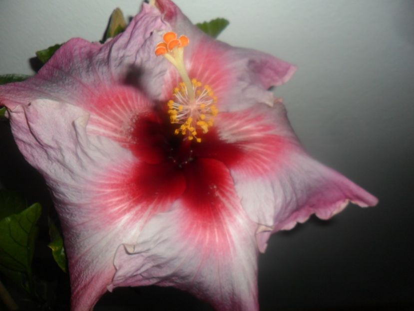  - Tahitian Purple Odissey