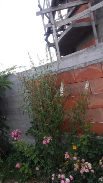 Budleja davidii - 00 Plante 2018
