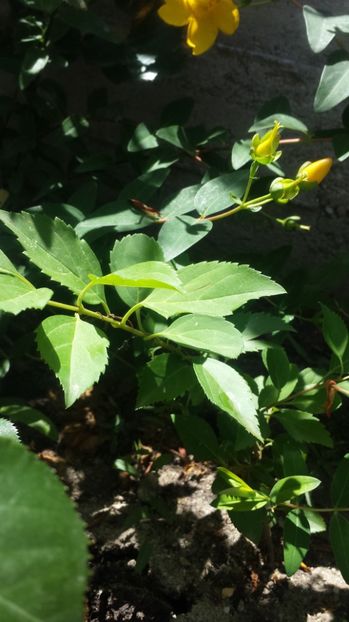 Forsithia intermedia 10 ron - 00 Vanzare plante 2018