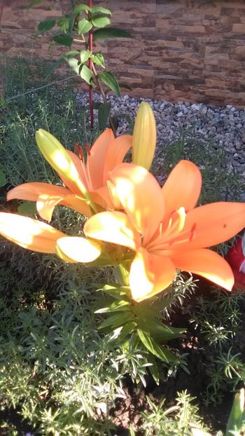  - FLORI GRADINA DE VIS 2017