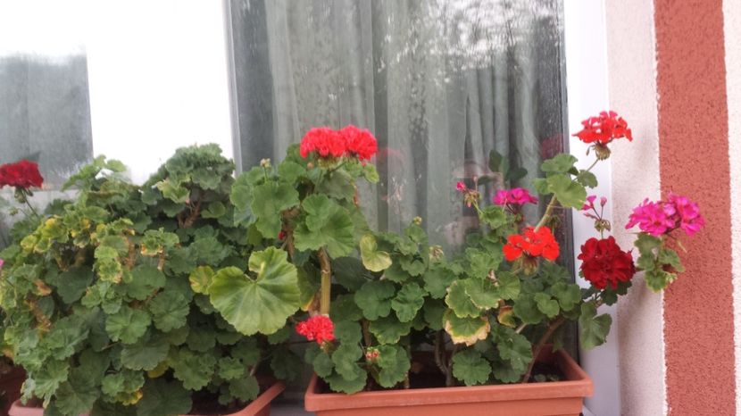  - Plante de interior