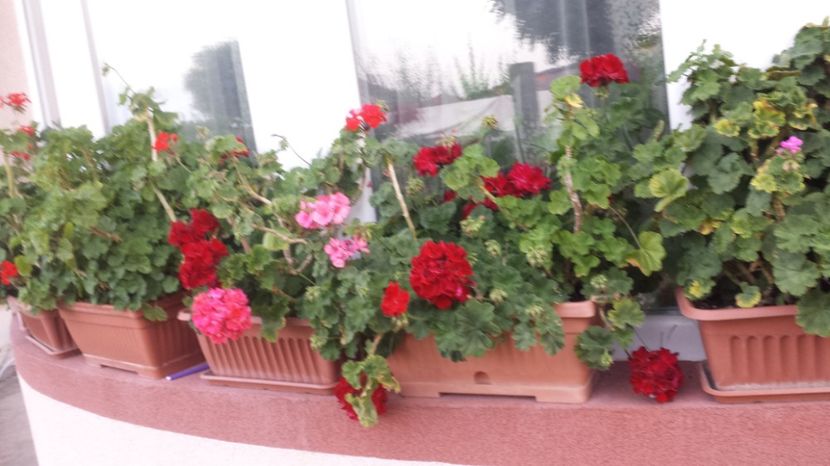  - Plante de interior