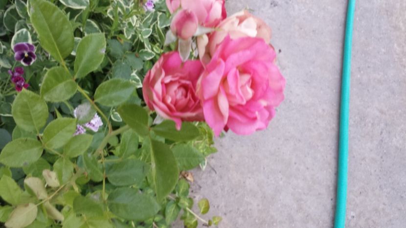  - Gradina iunie 2017